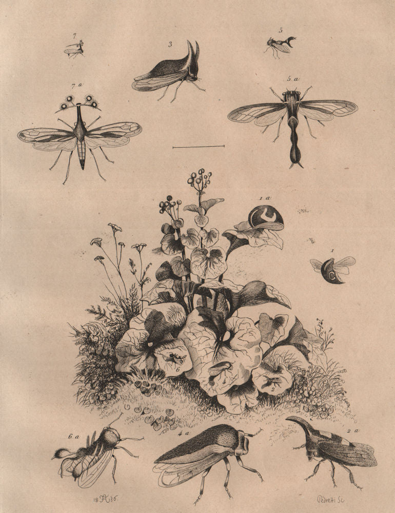MEMBRACIDAE. Treehoppers. Thorn bugs. Insects. Membraces 1834 old print